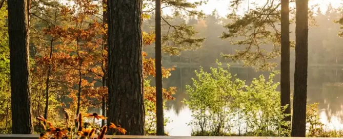 Rustiek bosrestaurant terras op de Veluwe met houten tafel, wildebloemen en uitzicht op een spiegelglad meer in gouden avondlicht.