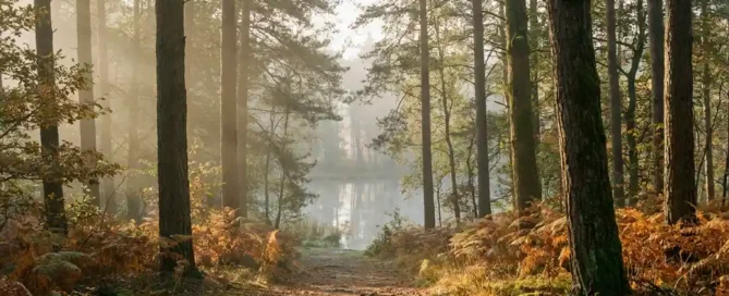 Mistig bospad op de Veluwe met hoge dennenbomen, gouden herfsttlicht en een kalm meer op de achtergrond.