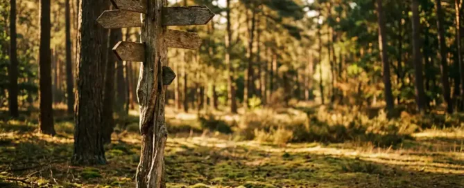 Versleten houten wegwijzer met wandelmarkeringen op een zonnig bospad op de Veluwe, omgeven door hoge dennenbomen en een mosrijk bospad.